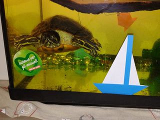 Sea Turtle and Origami Boat